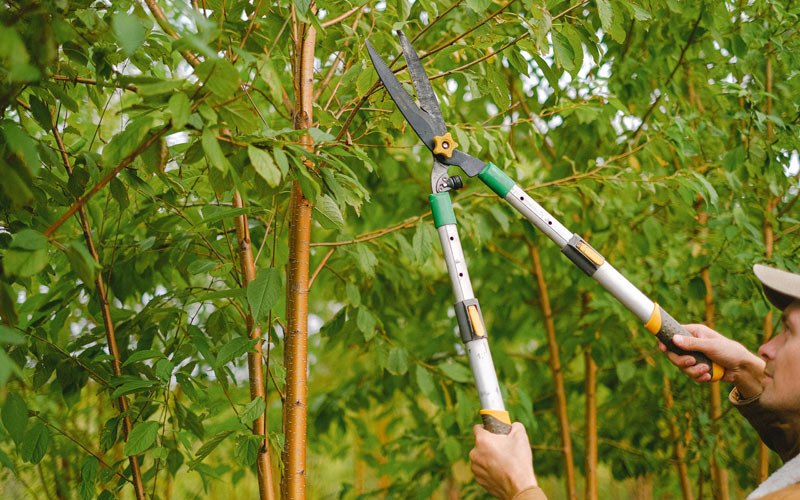Tree trimming in Sainte Marie, IL