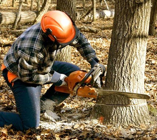Tree Removal in Sainte Marie, IL